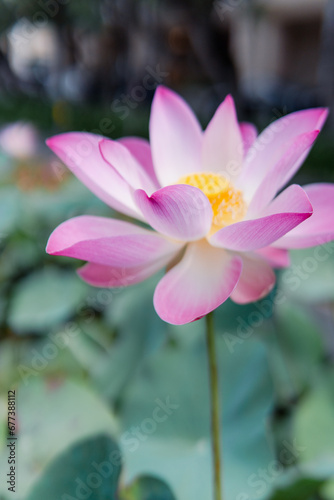 Lotus flower in the paradise garden