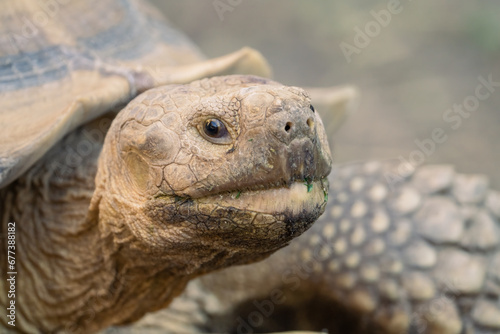 Portrait of a sulcata tortoise.