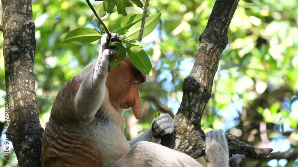 an alpha male proboscis monkey in the wild, sitting on tree and eating mangrove leaves at Tarakan, Indonesia. Proboscis monkey foraging at mangrove forest. Wild nature stock footage. an alpha male proboscis monkey in the wild, sitting on tree and eating mangrove leaves at Tarakan, Indonesia. Proboscis monkey foraging at mangrove forest. Wild nature stock footage.