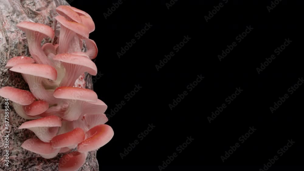 pink oyster mushrooms growing on a black background, time lapse 4k video