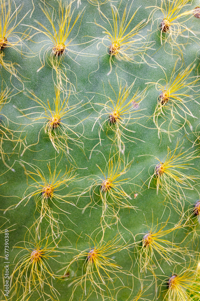 Galapagos island cactus Galapagos island cactus