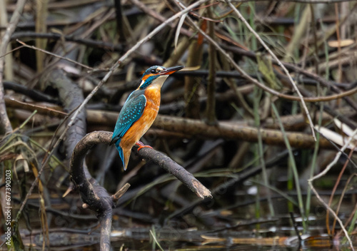 Kingfisher sitting on the branch. Poland
