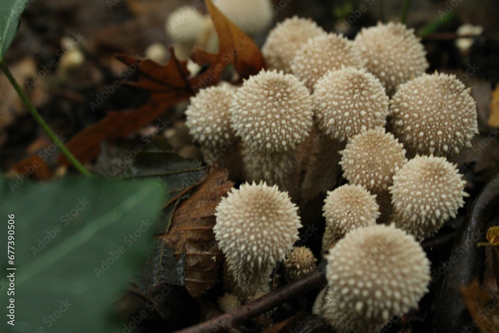 Closeup shot of puffball mushrooms growing in the forest. Closeup shot of puffball mushrooms growing in the forest.