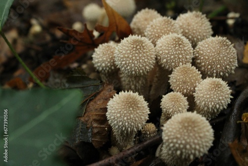 Closeup shot of puffball mushrooms growing in the forest.
