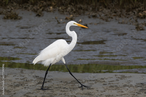 A great egret walking in the mudflat of an estuary.