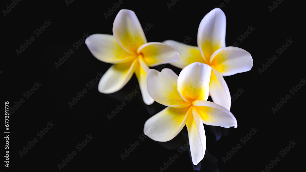 Fototapeta premium プルメリアの黒背景