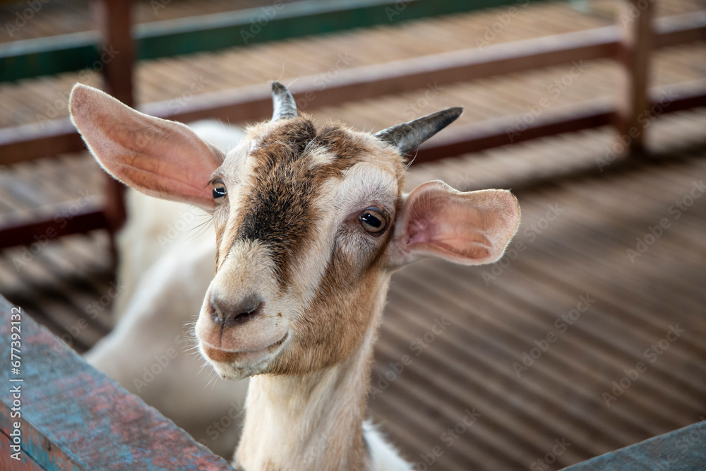 Fototapeta premium Goats in wooden shelter of goat farm