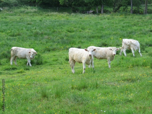 Lovely day in the countryside with young white cows grazing in a bright green field