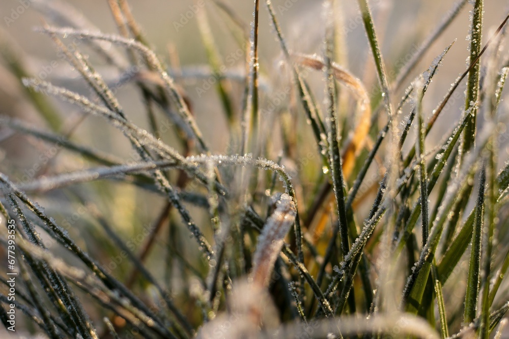 Closeup shot of a bunch of grass covered by frost Closeup shot of a bunch of grass covered by frost