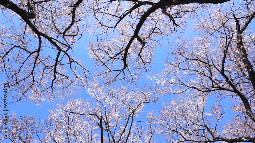 青空と満開の桜の風景