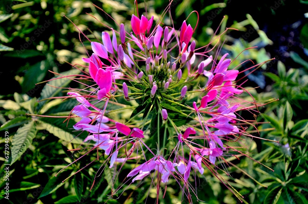 Closeup of pink Spider flower in the garden Closeup of pink Spider flower in the garden