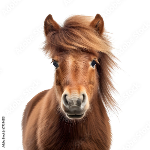 Close up of a shetland pony horse isolated on white background