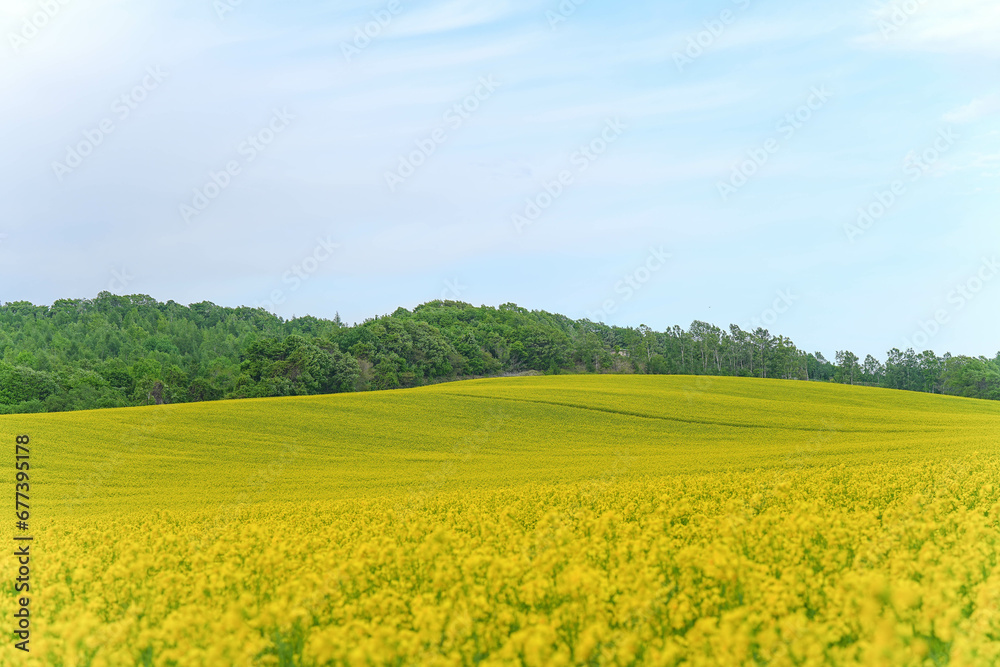 安平町の菜の花畑 安平町の菜の花畑