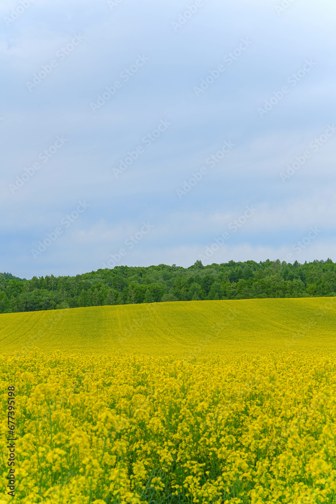 安平町の菜の花畑