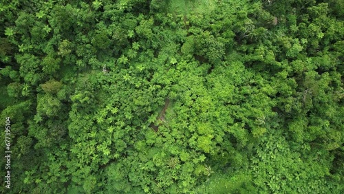 Aerial top down view of tropical jungle green rainforest. Bird eye view of Green exotic wilderness landscape of FIji Island. Travel tourism concept. Drone shot of thick brazil Fiji forest. Wild place photo