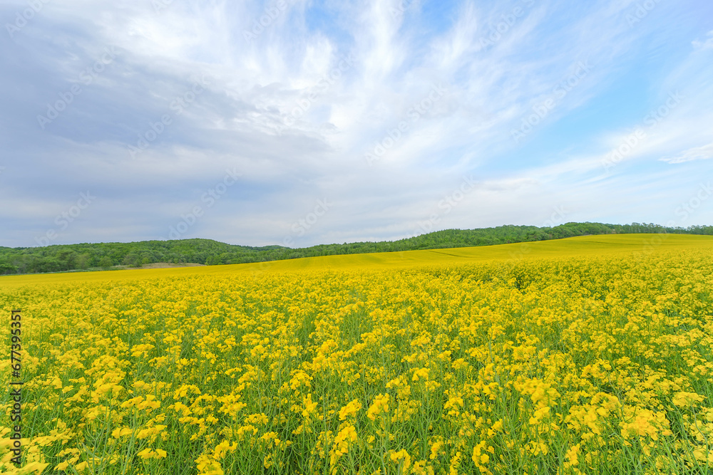 安平町の菜の花畑 安平町の菜の花畑