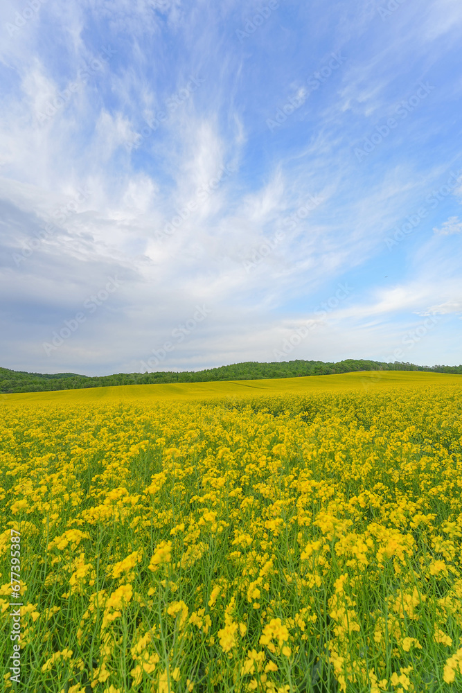 安平町の菜の花畑