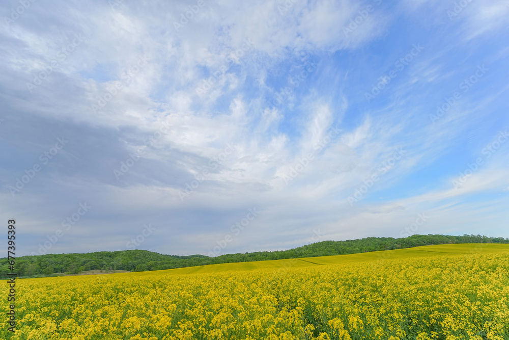 安平町の菜の花畑