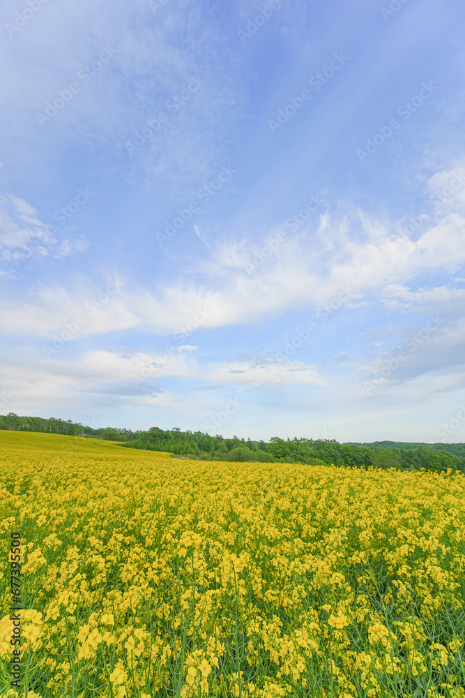 安平町の菜の花畑