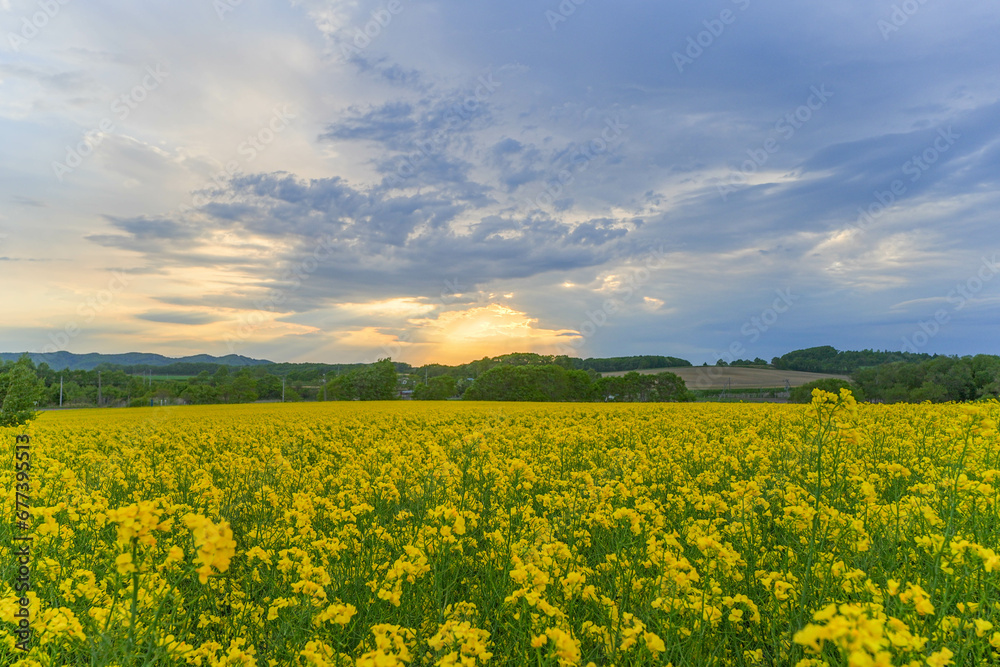 安平町の菜の花畑