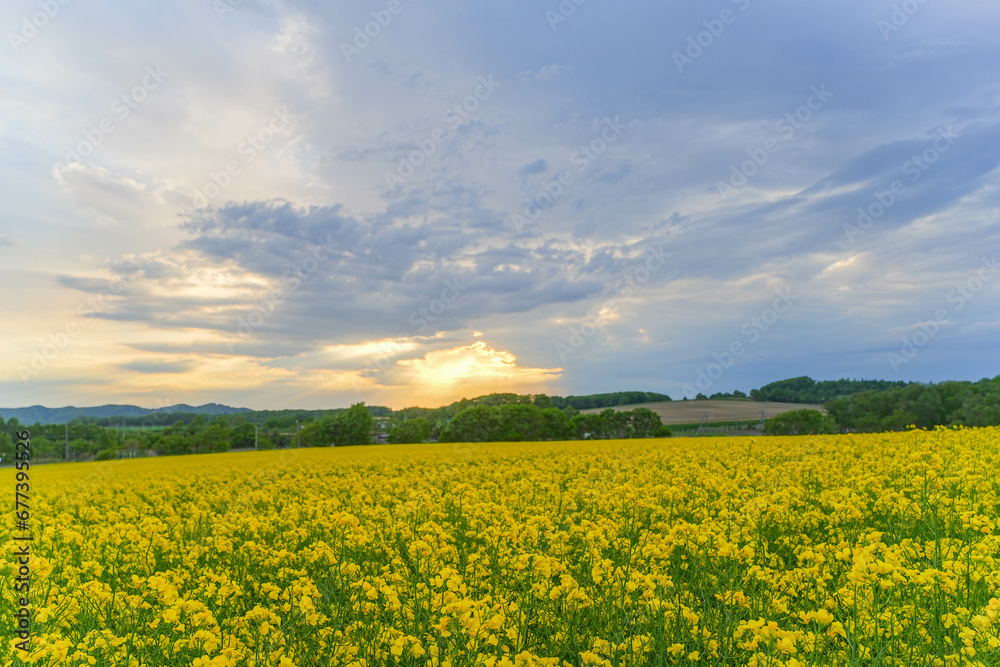 安平町の菜の花畑