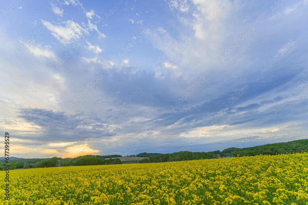 Obraz premium 安平町の菜の花畑
