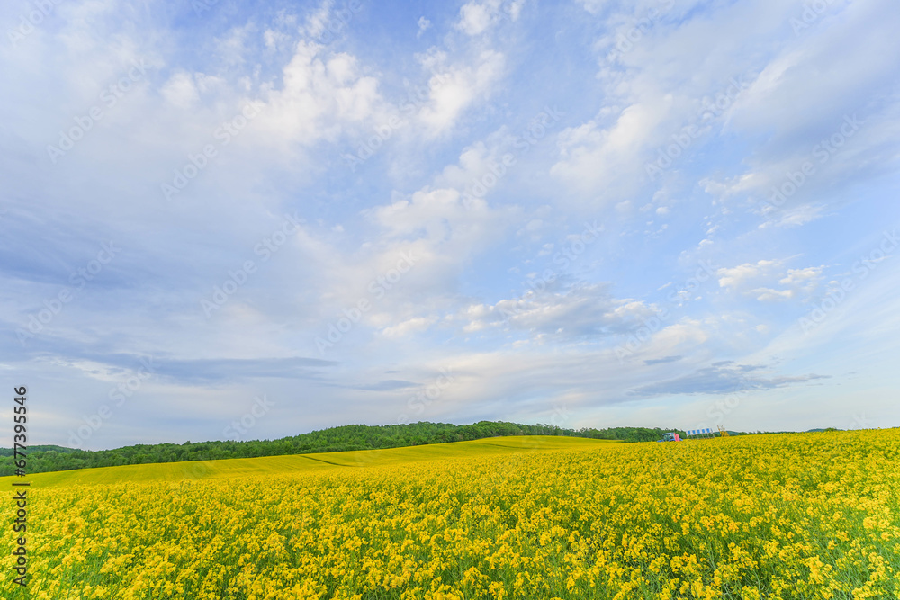 安平町の菜の花畑 安平町の菜の花畑