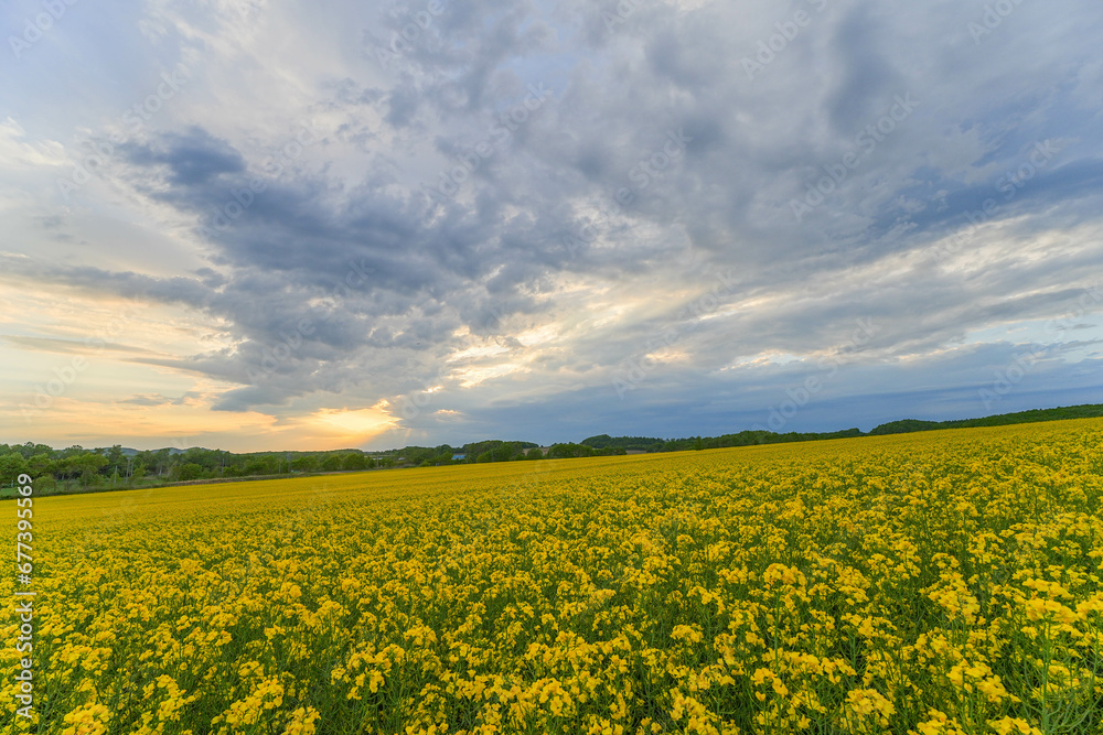 安平町の菜の花畑 安平町の菜の花畑