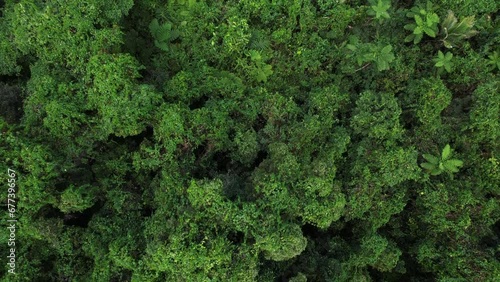 Aerial top down view of tropical jungle green rainforest. Bird eye view of Green exotic wilderness landscape. Travel tourism concept. Drone shot of thick brazil Costa Rica Fiji forest. Wild place photo