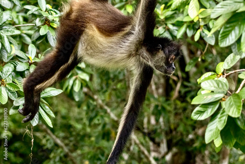 Geoffrey�s spider monkey at Tikal National Park in Guatamala © Kaitlind