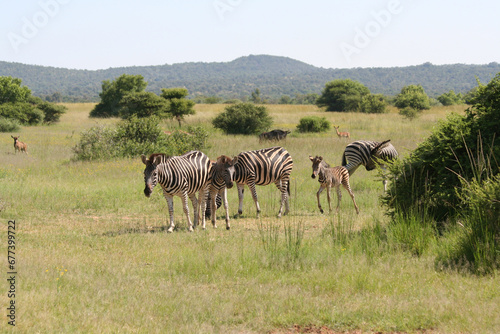 Zebra Huftier herde streifen schwarz weis Steppe safari s  dafrika tierrreich artenvielfalt artenerhalt artenschutz naturschutz wildnis 