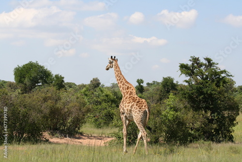 Giraffe solo safari südafrika Natur wildnis savanne wild artenvielfalt artenschutz tierschutz umweltschutz lebensraum säugetier pflanzenfresser muster bäume 