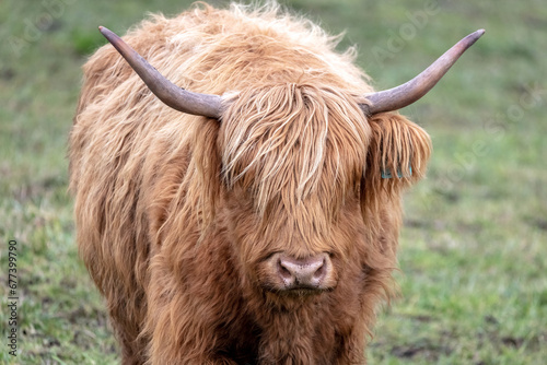 A cute hairy Scottish Highland cow