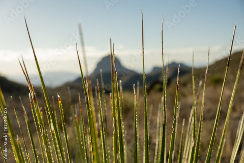 Sotol  Leaves With Mountains In The Distance photo