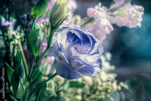  Lisianthus (Eustoma Grandiflorum) flower blossom   photo