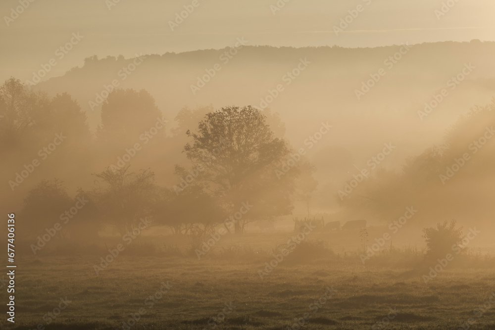 Fototapeta premium Landscape with grazing cows in a countryside with trees and grass covered with dewdrops and morning fog in Bad Pyrmont, Germany.