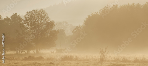 Landscape with grazing cows in a countryside with trees and grass covered with dewdrops and morning fog in Bad Pyrmont, Germany.