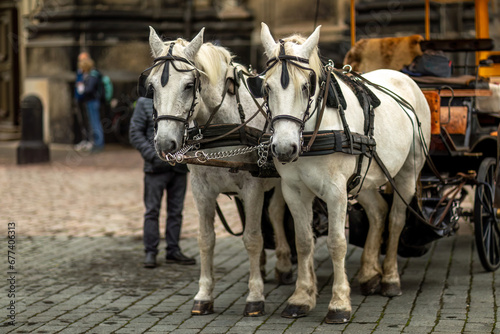 A team of harnessed horses in front of a horse carriage in a city