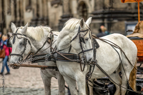 A team of harnessed horses in front of a horse carriage in a city