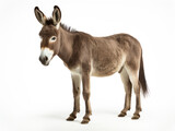 Donkey Studio Shot Isolated on Clear White Background, Generative AI