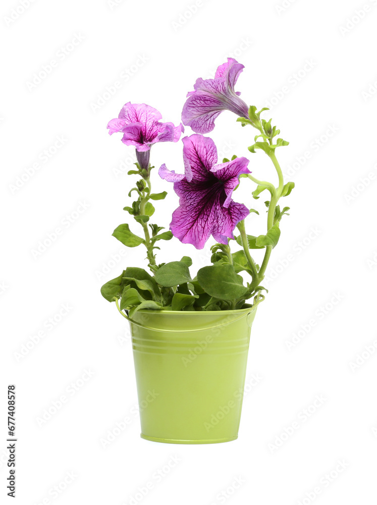 Petunia in green flower pot isolated on white