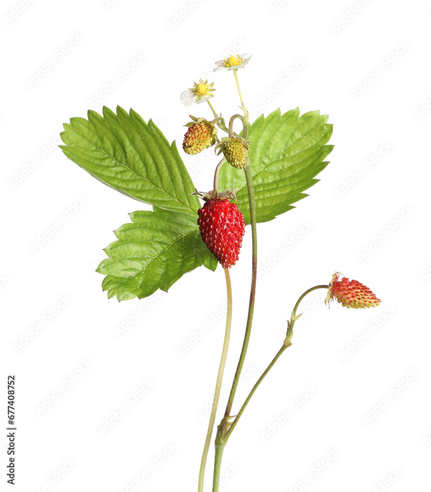 Stems of wild strawberry with berries, green leaves and flowers isolated on white Stems of wild strawberry with berries, green leaves and flowers isolated on white