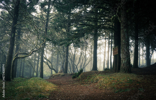 Caminho por entre árvores e névoa na Bica da Cana, Ilha da Madeira photo
