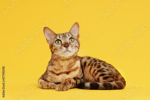 Fototapeta Naklejka Na Ścianę i Meble -  Cute Bengal cat on orange background. Adorable pet