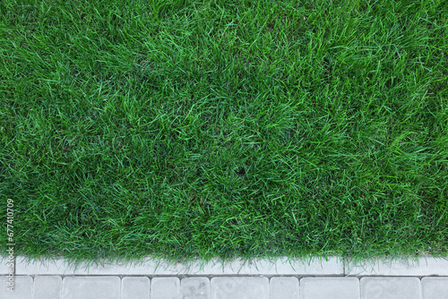 Fresh green grass growing outdoors on summer day, top view