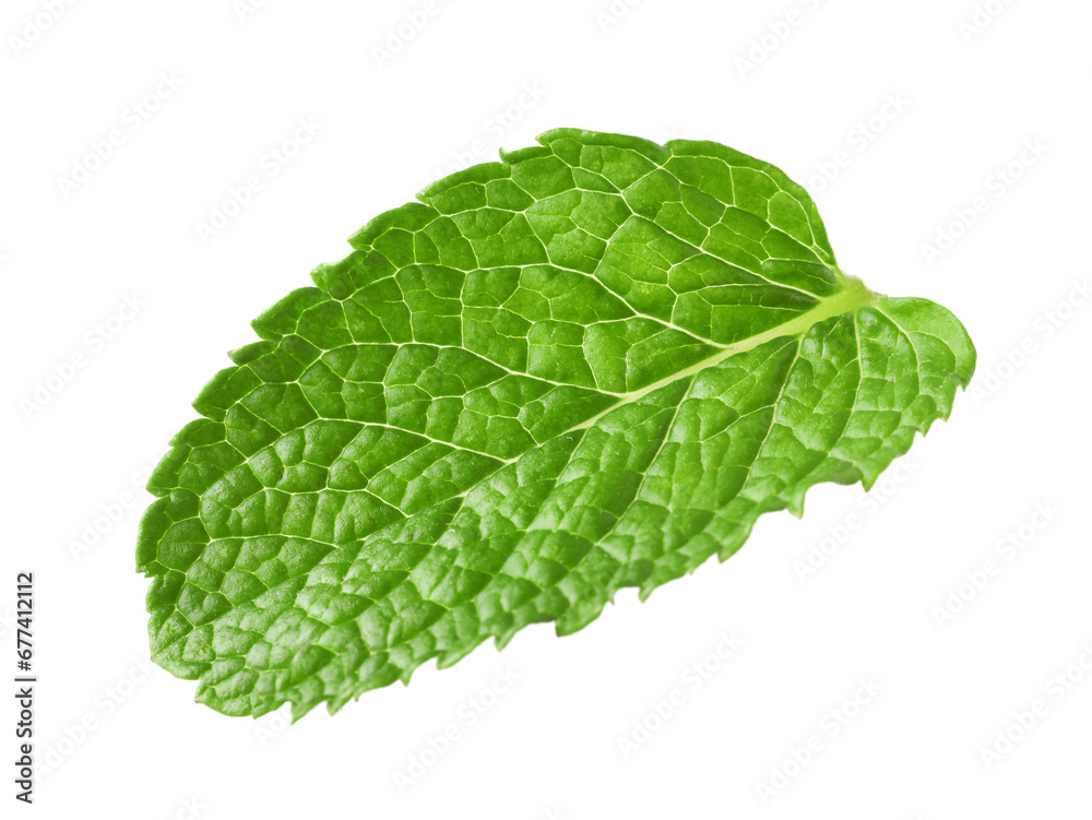 Fresh green mint leaf isolated on white Fresh green mint leaf isolated on white