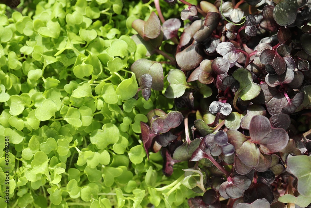Different fresh natural microgreens as background, top view Different fresh natural microgreens as background, top view