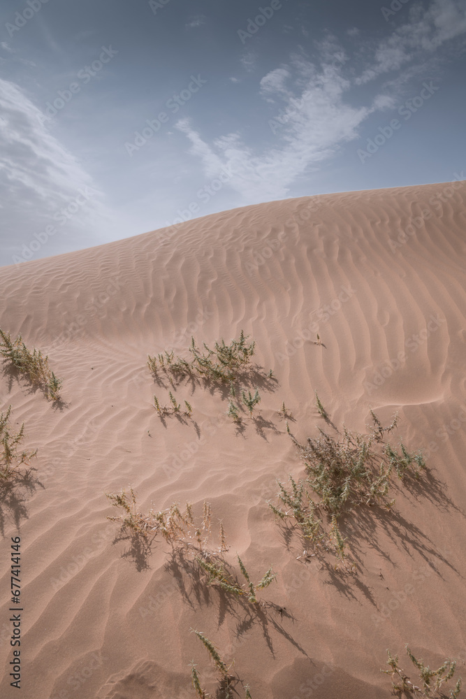 Vertical image of the grass growing in the desert of Inner Mongolia, China
