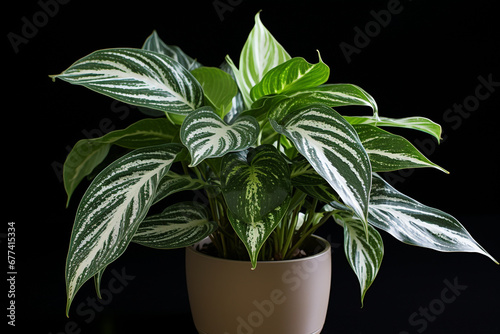 Wallpaper Mural Aglaonema is one type of ornamental plant which is also known as Chinese Evergreen. This plant grows very well in the tropics. Aglaonema commutatum is allegedly able to bring positive energy Torontodigital.ca