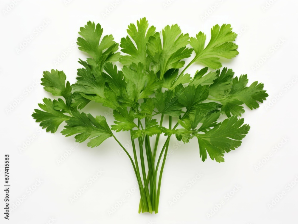 Isolated parsley herb on white background viewed from the top Isolated parsley herb on white background viewed from the top